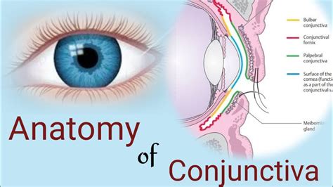 Conjunctiva Diagram