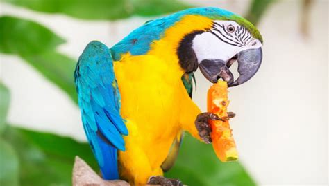 Parrots’ favorite foods can vary, but many enjoy fruits and vegetables ...