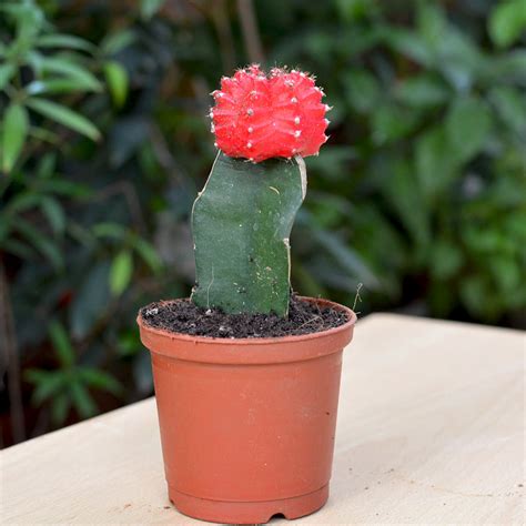 Grafted Red Moon Cactus - myBageecha