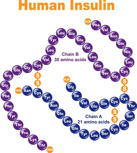 Biology Pictures: Human Insulin Sequence