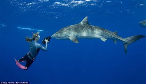 Stefanie Brendl: The diver swimming with tiger sharks in Hawaii | Daily ...