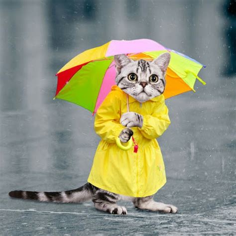 Create meme "sad cat in the rain, Cat , cat under umbrella figure ...