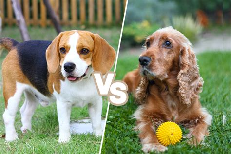 Beagle vs Cocker Spaniel: An In-Depth Comparison Guide