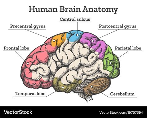 Human Brain Parts Labeled