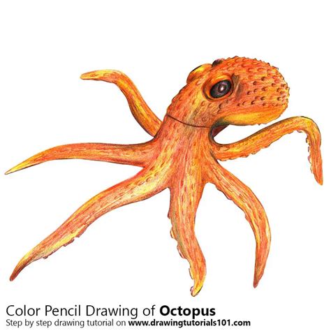 Octopus Colored Pencils - Drawing Octopus with Color Pencils ...