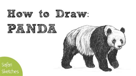 How To Draw A Realistic Panda Step By Step