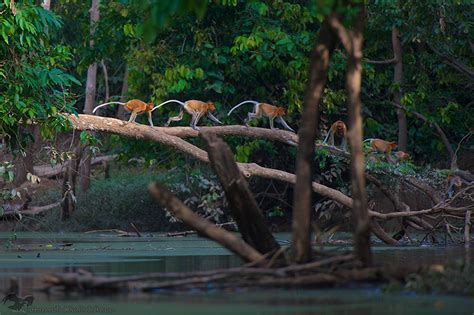 Surprising Animals in Mangroves