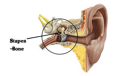 Smallest bone in human body - YouTube