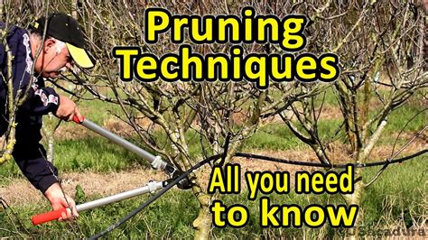 Pruning Fruit Trees - Basic Techniques - Video - Ourfigs.com