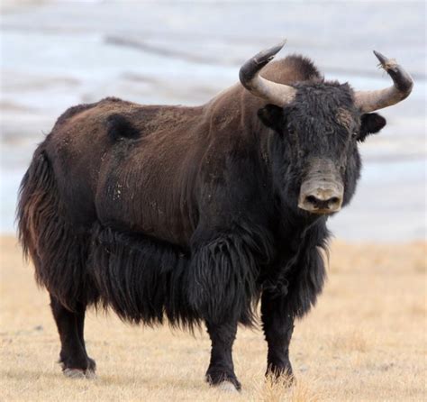 Wild Yak Facts, Habitat, Diet, Behavior, and Pictures