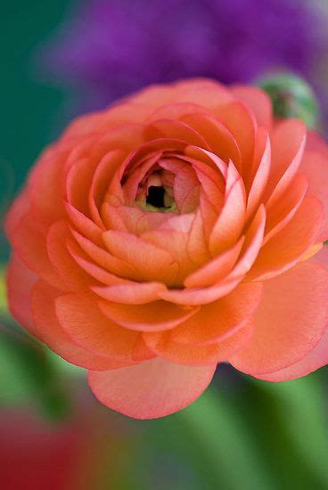 an orange flower with purple flowers in the background