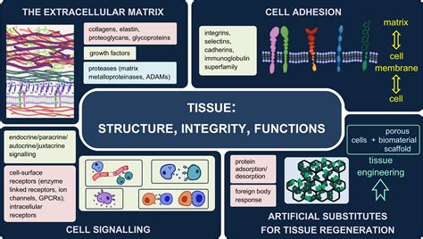 Extracellular Matrix Connective Tissue