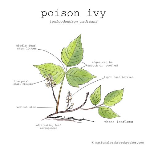 How to Spot Poison Ivy - National Parks Backpacker