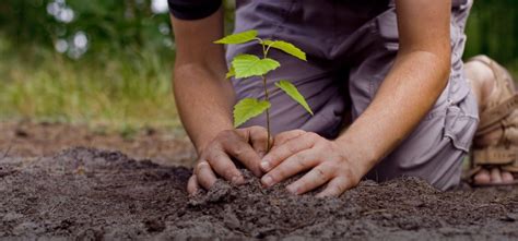 Guide to planting seedlings - Urban Farm Online