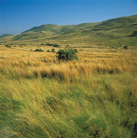 Grassland | Definition, Animals, Plants, Climate, & Facts | Britannica