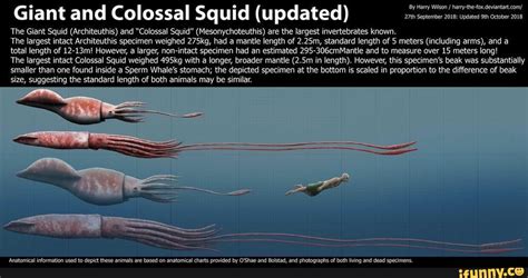 Giant and Colossal Squid (updated) The Giant Squid (Architeuthis) and ...