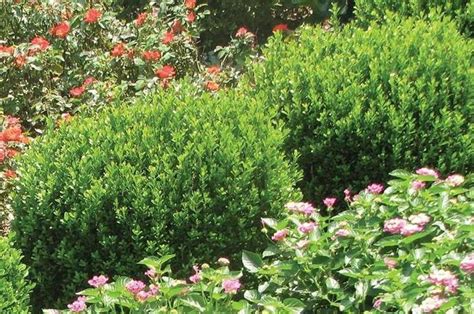 Evergreen Shrubs For Shade | Top 17 Choices - PlantingTree | Shade ...