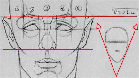 Human Face Drawing Proportions