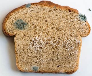 Foods Decoded: Solving a Moldy Bread