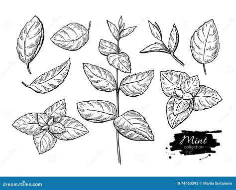 Mint Drawing Set. Isolated Mint Plant And Leaves. Herbal Vector ...