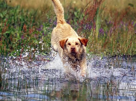 Cute Dogs: Yellow Labrador Retriever