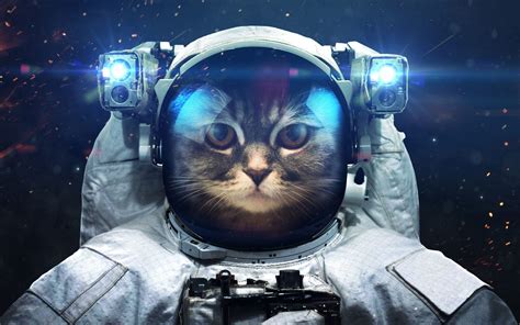 Space Kitty Wallpaper (77+ images)