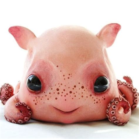 Baby dumbo octopus so real | Dumbo octopus, Fantasy doll, Cute monsters