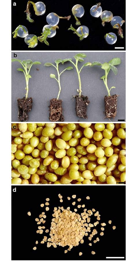 A depiction of four comparative potato planting propagule types. a ...