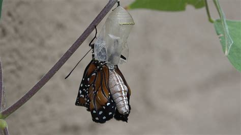 Queen Butterfly Chrysalis to Butterfly - YouTube