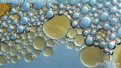 Carrier Proteins | Definition, Functions & Examples - Lesson | Study.com