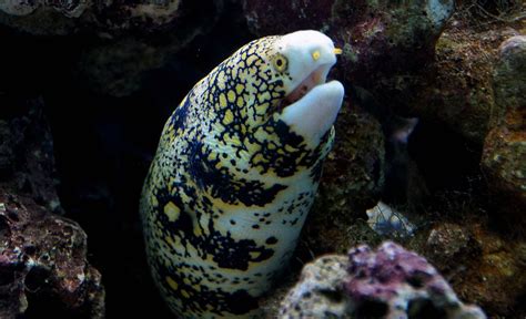 The Giant Moray Eel is just one of many species of Moray Eel