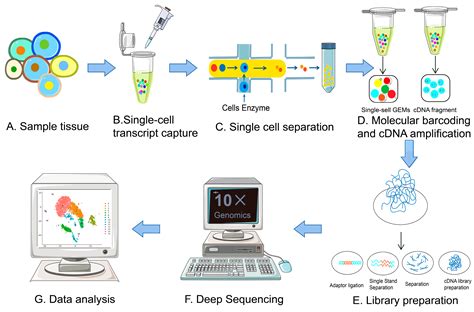 IJMS | Free Full-Text | The Evolution of Single-Cell RNA Sequencing ...