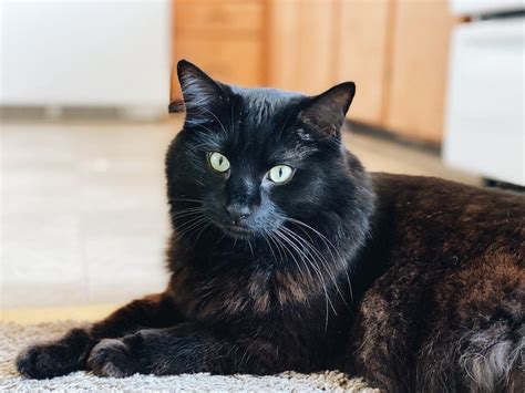 14 Long-Haired Cat Breeds to Love & Breed Profiles