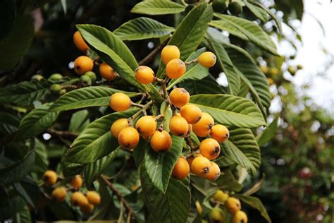 Loquat Tree For Sale Online | The Tree Center