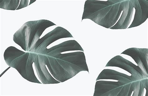 Monstera Deliciosa Wallpapers - Wallpaper Cave