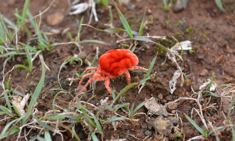 Trombiculid mite Family: Trombiculidae | Project Noah