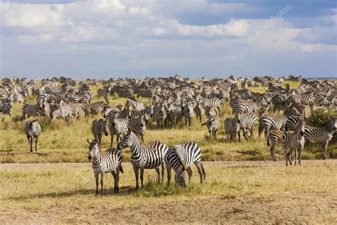 Zebra herd during migration in Serengeti national park Tanzania — Stock ...