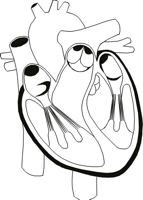 Anatomy Human Heart coloring page - Download, Print or Color Online for ...