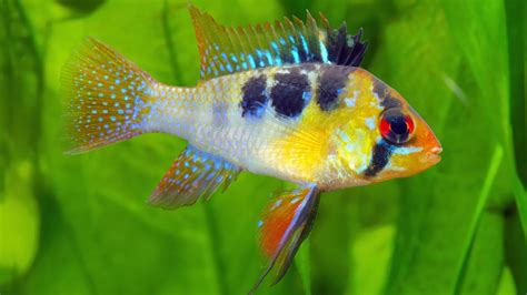 German Blue Ram Cichlid