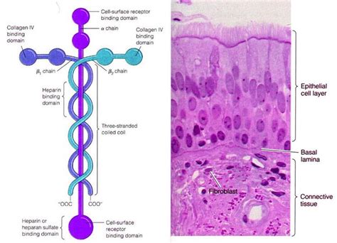 9 best images about Laminin on Pinterest | Knots, Cell structure and Dna