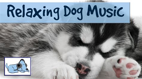 Soothing Relaxing Music to Help Calm your Dog - YouTube