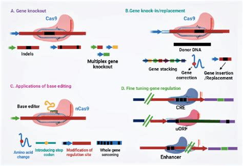 Potential applications of CRISPR/Cas-based applications for plant ...