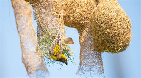 Birds Without Borders | Baya weavers, the birds that attract mates with ...