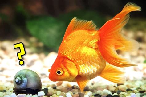 10 Best Tank Mates for Your Goldfish in a Freshwater Aquarium ...