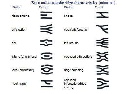 Fingerprint Classification System - Basic Guide to Fingerprint Science