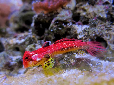 Dragonets, share your success! | REEF2REEF Saltwater and Reef Aquarium ...