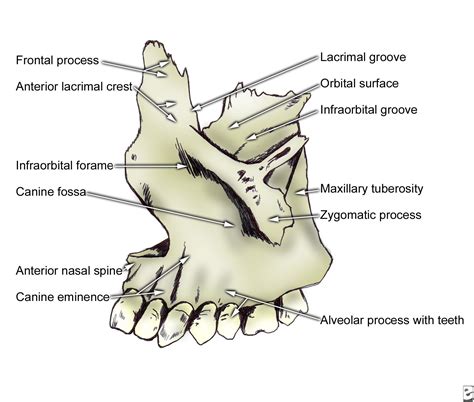 Facial Bone Anatomy | Anatomy bones, Facial bones, Human anatomy and ...