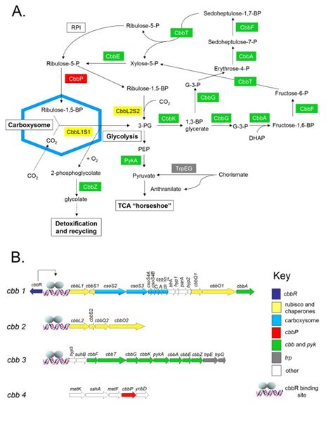 Proposed roles of the (A) predicted enzymes and pathways involved in ...