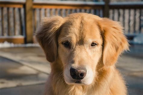 The history and origin of the Golden Retriever - DogsPlanet.com