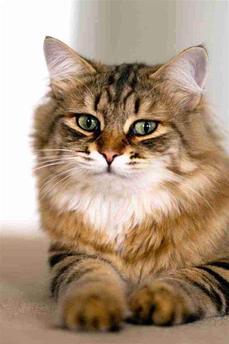 Siberian cat hypoallergenic : 10 Fascinating things to know